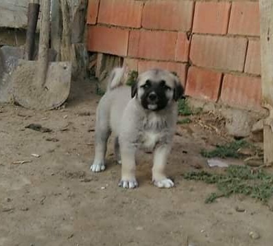 Milli köpek kangal ünlü kangal köpeği