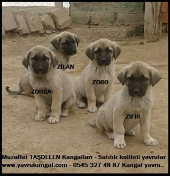 Satılık Köpek Fiyatları