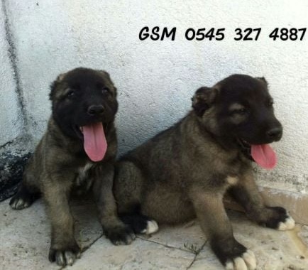 satılık panter kangal yavrusu ilanları satılık kangal kangal yavruları ilanları ücretsiz