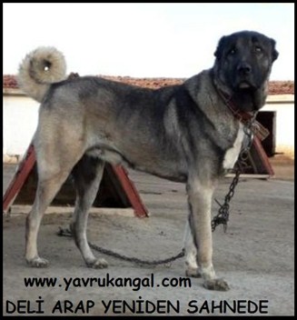 Kangal Köpeği Çiftleşmesi