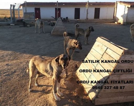 ORDU KANGAL ÇİFTLİĞİ FİYATLARI