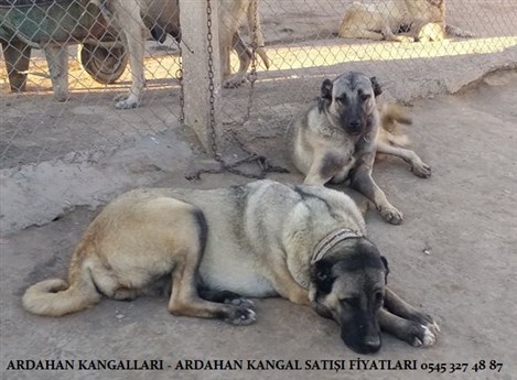 Ardahan kangal köpek çiftliği
