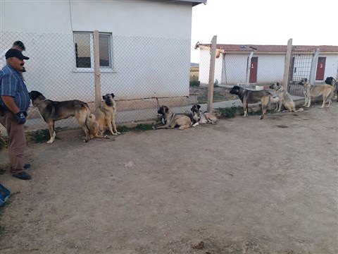 kangal çiftliği