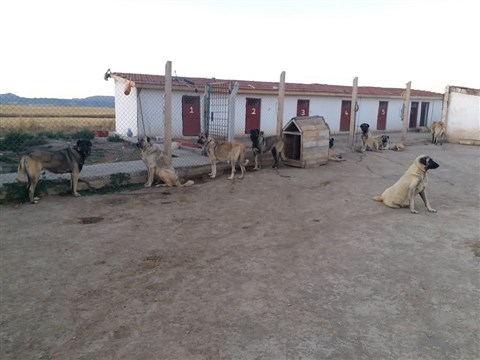 köpek çiftlşiği