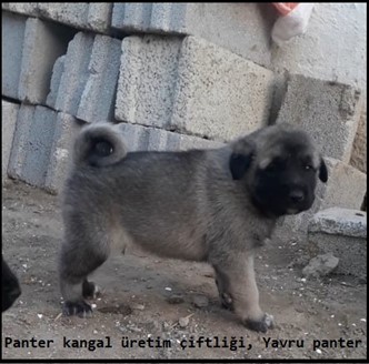 panter kangal yavrusu satışı