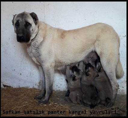Satılık panter kangal yavrusu fiyatları 