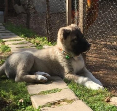 kangal yavrusu satış sayfası