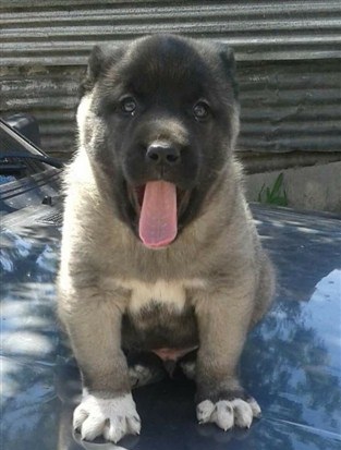 Anadolu kangal köpek çiftliği