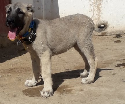 ucuz yavru kangal köpek fiyatları