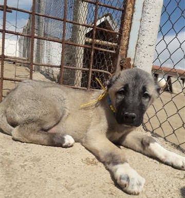 SİVAS KANGAL