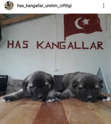 kangal fiyatları