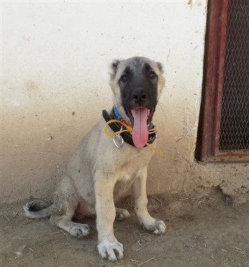  SİVAS KANGAL SATILIK