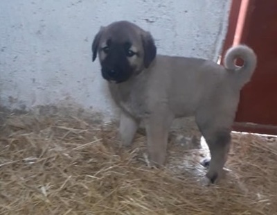 KANGAL AL 2022