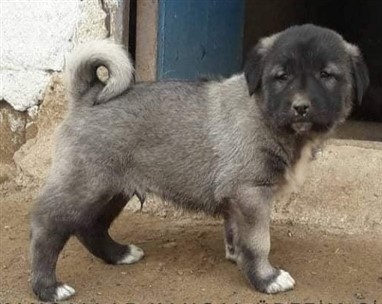 karabaş kangal yavrusu