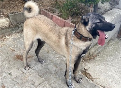 KOYUN KÖPEĞİ SATILIK