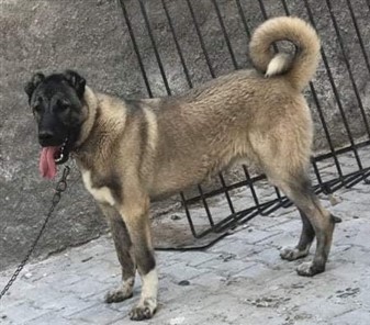 KANGAL SATIŞLARI 2022
