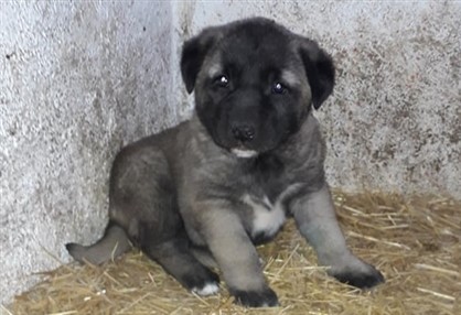 yavru kangal ilanları satılık
