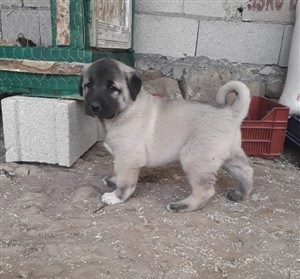 yavru kangal satılık