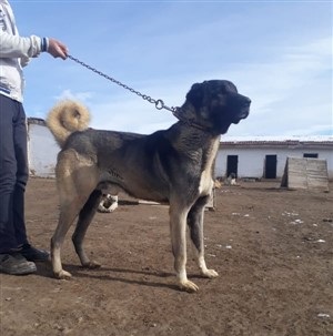 satılık köpek