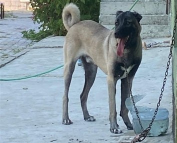 kangal köpek satılık