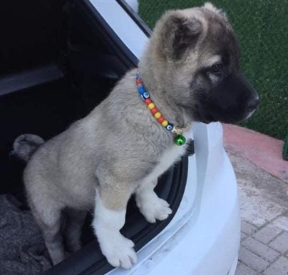Sivas kangal çiftliği fiyatları