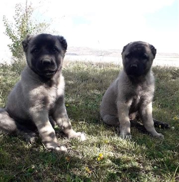 YAVRUI KANGAL KÖPEKLERİ