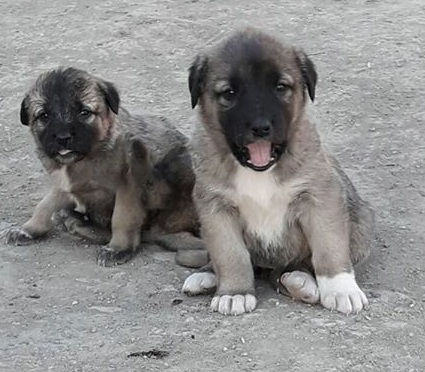 yavru kangal ilanları 2021