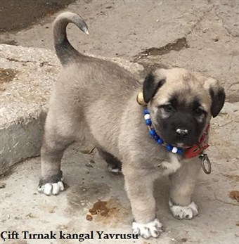 6 parmak kangal yavrusu