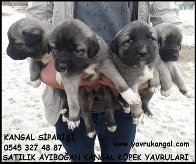 ayıboğan kangal köpekleri yavrusu satılık