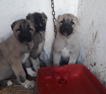 dişi ve erkek yavru fiyatları 