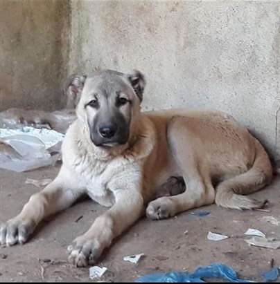 4 aylık kangal fiyatları
