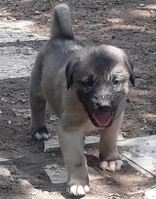 kangal köpek yavrusu fiyatları