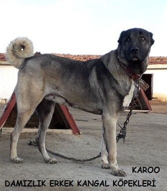 kangal köpekleri yetişkin damızlıklarımız