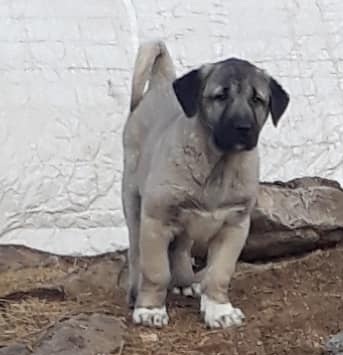 dişi kangal yavrusu