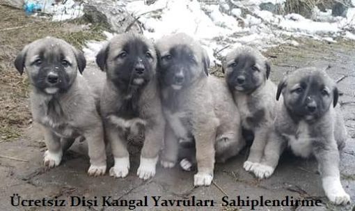 dişi kangal yavruları