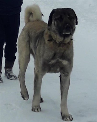 damızlık kangal fiyatları