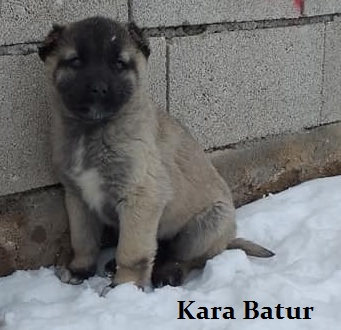 yavru kangal 2022