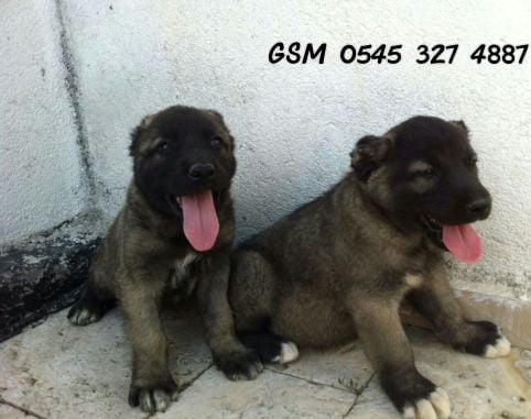 Ücretsiz yavru kangal köpekleri