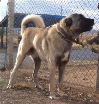 satılık yetişkin erkek kangal köpekleri