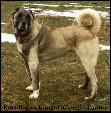 Kurtboğan kangal köpeği
