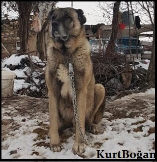Kurtboğan kangal tanıtımı