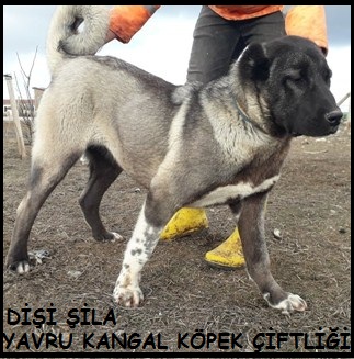 DİŞİ 6 AYLIK KANGAL 