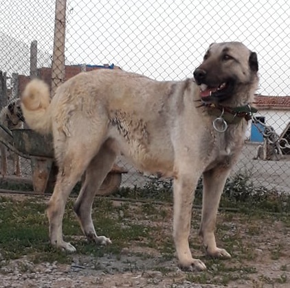 En güzel dişi kangal köpeği