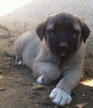 kangal köpek satılık