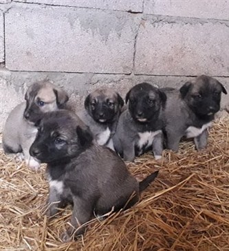 satılık kangal köpek ilanları ücretsiz