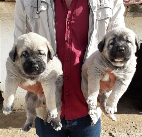 kangal burada satılır