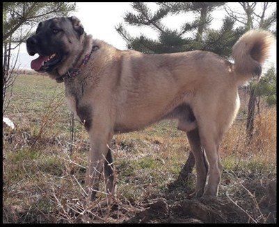 satılık yetişkin kangal köpek