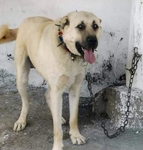 panter kangal fiyatları 2020