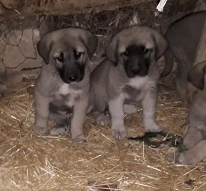 Dişi ve erkek satılık yavru kangal