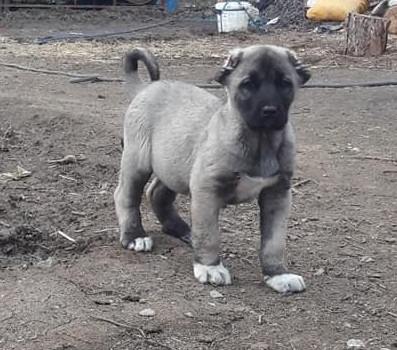 KANGAL YAVRUSU ACİL SATILIK